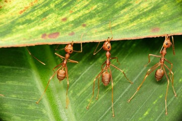 Macro shot of weaver ants pulling a green leaf
