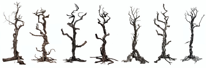 spooky trees, leafless dead wood, isolated on white background