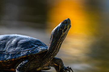 Porträt einer Wasserschildkröte vor einem verschwommenen See-Hintergrund in dem sich die Farben...