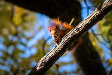 Eichh&ouml;rnchen vertilgt gen&uuml;ssliche eine Nuss auf einem Ast hoch in den B&auml;umen