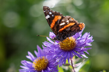 Admiral-Falter (Vanessa atalanta) auf einer lila farbenen Herbst-Aster (Aster dumosus) vor einem frei gestellten Hintergrund