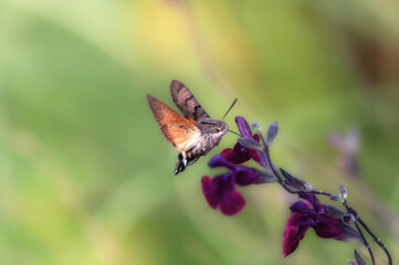 Taubenschwänzchen (Macroglossum stellatarum) an einer dunkel purpur gefärbten Salbei-Blüte (Salvia Serpyllifolia) vor einem freigestellten Herbsthintergrund