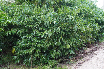 Selected only by farmers who grow Robusta coffee beans on the farm. Harvesting Robusta Berry Harvest Ideas