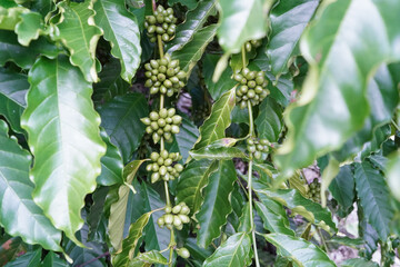 Selected only by farmers who grow Robusta coffee beans on the farm. Harvesting Robusta Berry Harvest Ideas