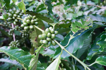 Selected only by farmers who grow Robusta coffee beans on the farm. Harvesting Robusta Berry Harvest Ideas