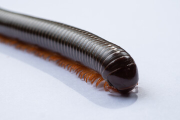millipede isolated on white background