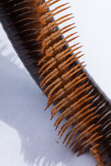 millipede isolated on white background