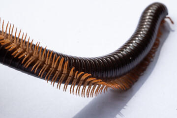 millipede isolated on white background