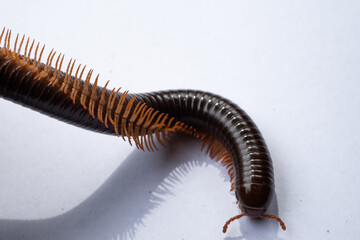 millipede isolated on white background