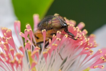 Macro shot of a rhiniid blowfly on a pink flower