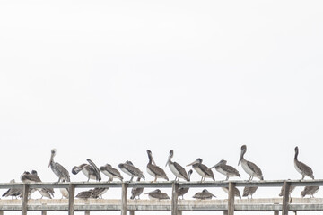 Pelicans Take Over Pier Along California Coast