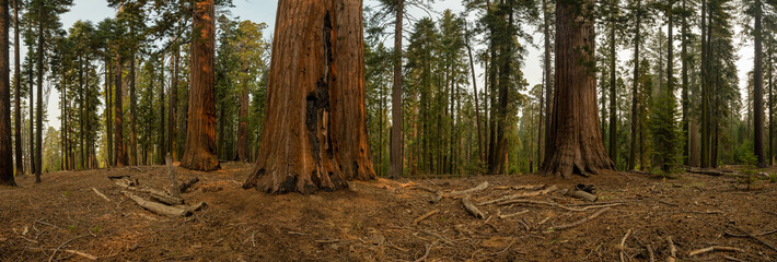 Fototapeta na wymiar Panorama of Sequoia Grove
