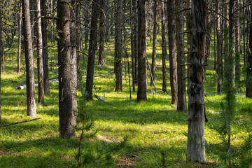 Patches of Sunlight In Pine Forest