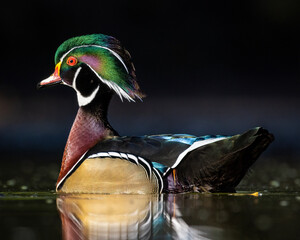 Close up of Wood duck (aix sponsa) drake on fall morning sunlight Colorado, USA