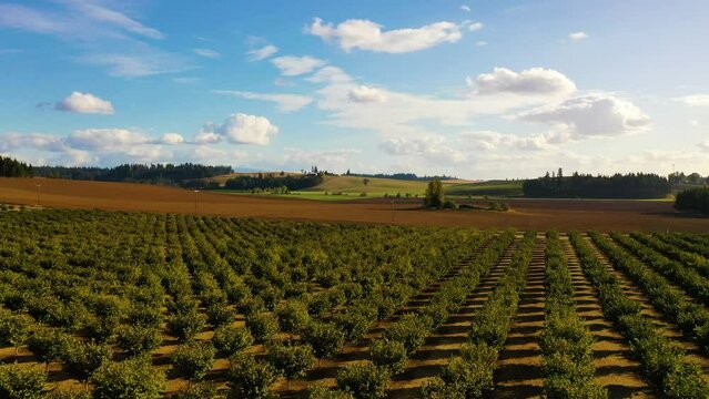 Flying forward and rising over Willamette Valley, Oregon hazenut orchard, then road, then dirt field with pond and grassy hills in the background.