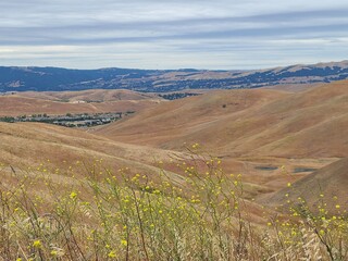 Wild Mustard often bloom well into the summer when all the native blooms and grass has dried out...