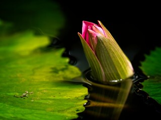 Bud of a water lily sticking out of water