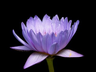 Open flower of a water lily close-up against black background - obrazy, fototapety, plakaty