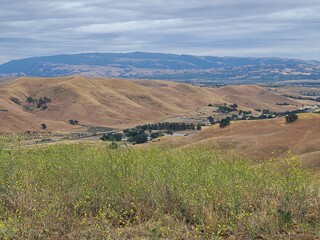 Wild Mustard blooms in the Tassajara Hills near San Ramon, California