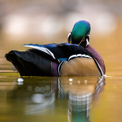 Close up of Wood duck (aix sponsa) drake preening feathers on overcast fall morning Colorado, USA