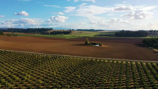 Aerial Slow Pan to left over Willamette Valley, Oregon hazelnut orchard, country highway, dirt field, with green grassy hills in the distance