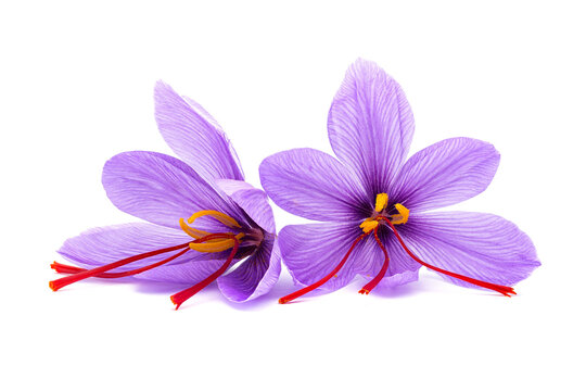 Saffron (Crocus sativus) flower.  stigmas in evidence. spice dried