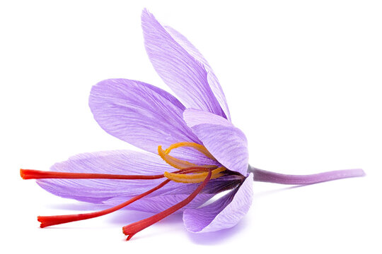 Saffron (Crocus sativus) one flower.  stigmas in evidence. spice dried