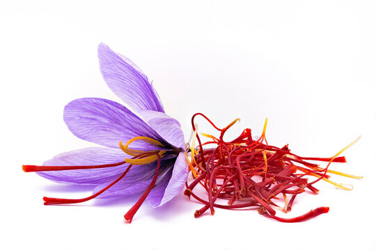 Saffron (Crocus sativus) flowers and spice dried