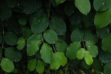 Tropical leaves, abstract green leaves texture, nature background