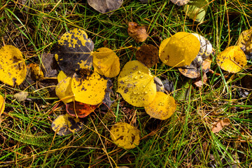 Photograph of fallen Aspen Leaves