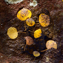 Photograph of fallen Aspen Leaves
