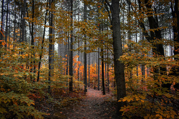 Fototapeta premium autumn in the forest
