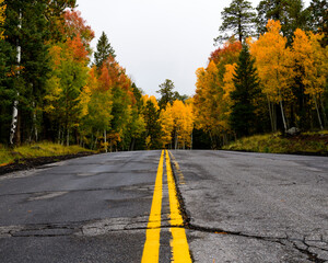 Fall Colors in Flagstaff, Arizona.