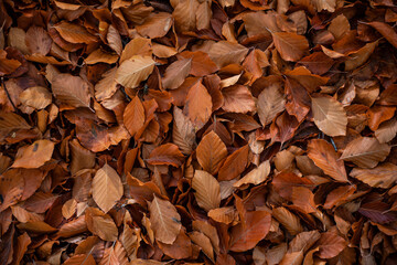 Autumn orange leaves on the ground
