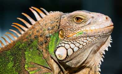 Fototapeta premium lizard, animal, green lizard with blur background