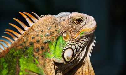Fototapeta premium lizard, animal, green lizard with blur background