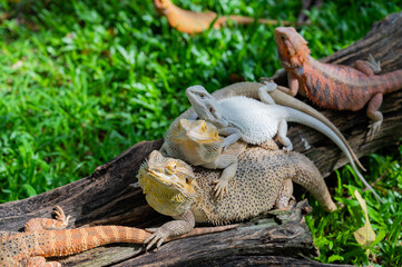 bearded dragon on ground with blur background