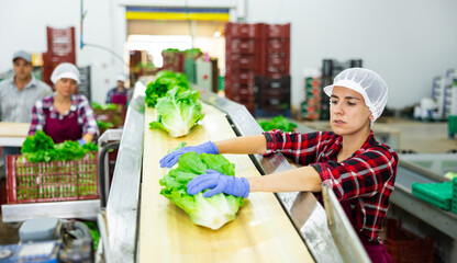 Latin woman sorting fresh lettuce during work day in vegetable factory.