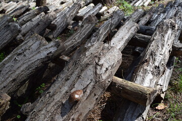 キノコの原木栽培