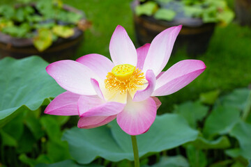 Pink lotus flower blooming in pond with green leaves