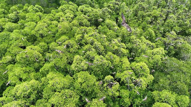 Sunda flying foxes, Acerodon mackloti, fly above a remote mangrove forest where they roost in Indonesia. Mangroves provide vital habitat for invertebrates, fish, birds, and fruit bats.