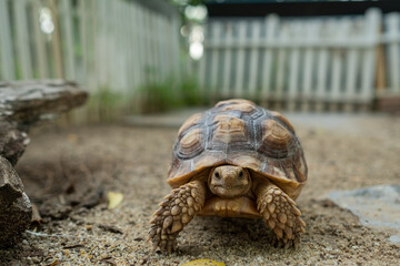 Sucata tortoise on the ground