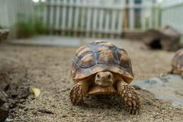 Sucata tortoise on the ground