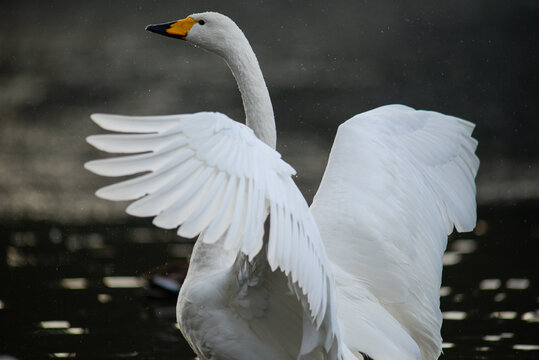 オオハクチョウ の画像 11 442 件の Stock 写真 ベクターおよびビデオ Adobe Stock