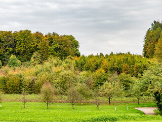 Fototapeta na wymiar Wiederaufforstung durch anpflanzen von Jungbäumen im Mischwald