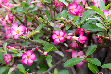 Adenium obesum flowers. Green leaves