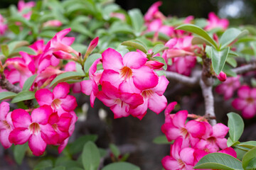 Adenium obesum flowers. Green leaves