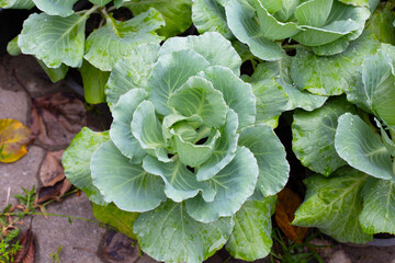 Gren cabbages growing in pots