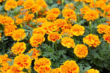 Marigold flower in the garden
