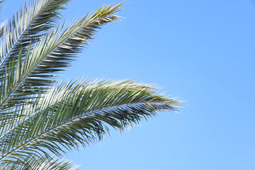 Fototapeta na wymiar Palm tree leaves against sky background